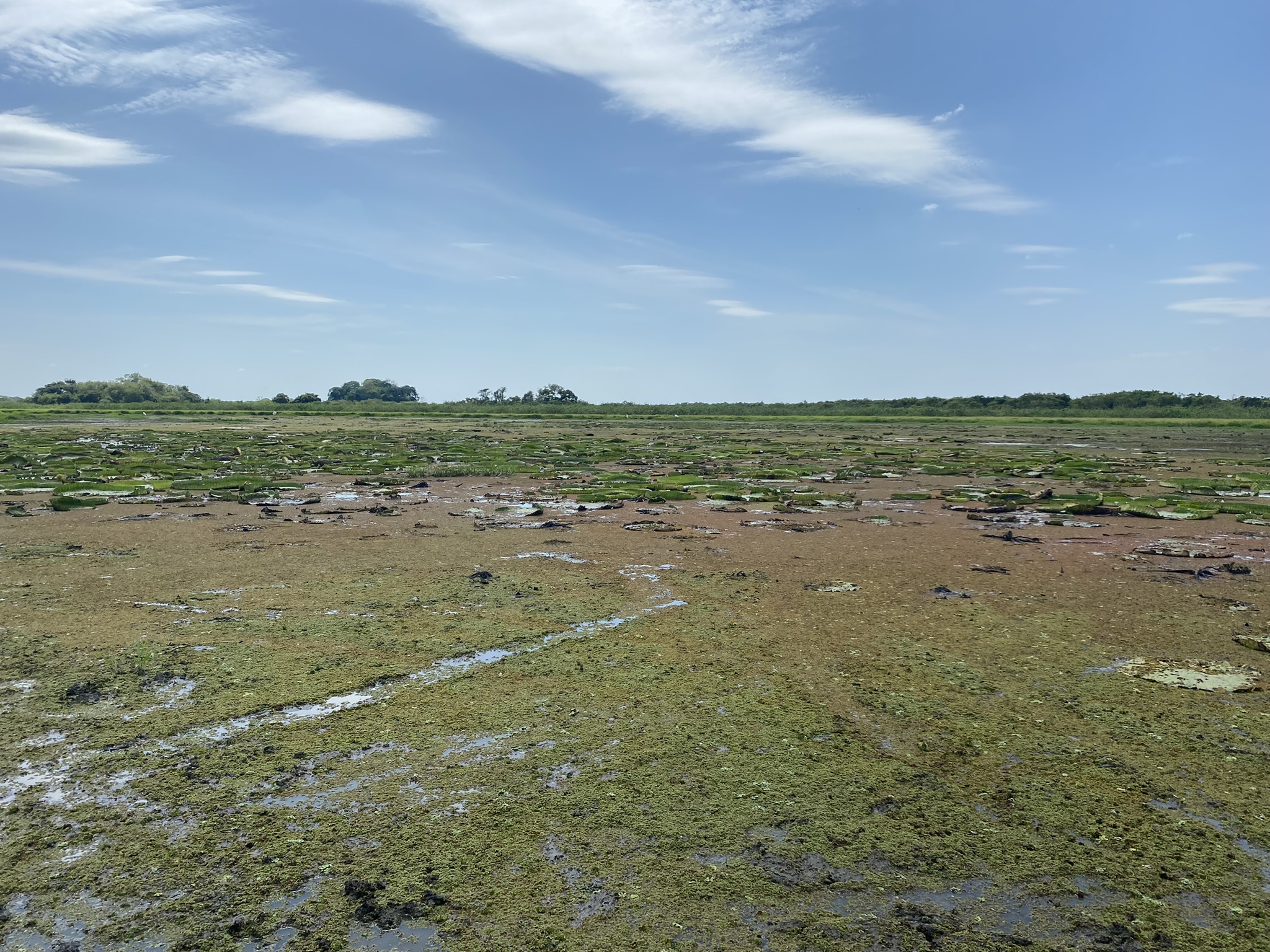 De betoverende tropen en de honende hoogte